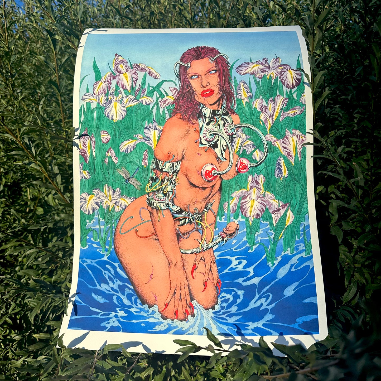 Damselfly Second Edition